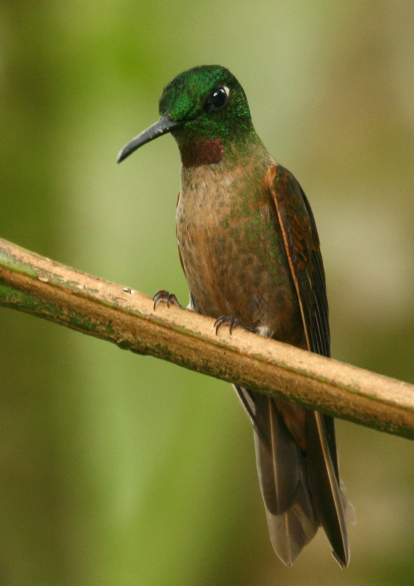 kolibřík hnědobřichý - ML33195381