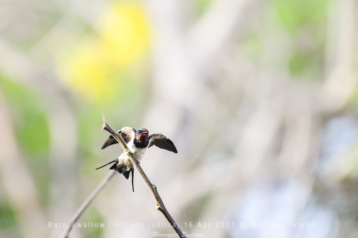 Barn Swallow - Muangpai Suetrong