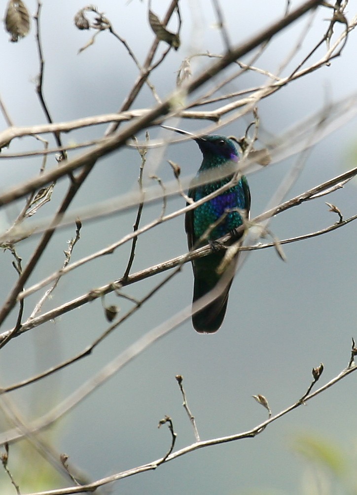 kolibřík modrolící - ML33195451