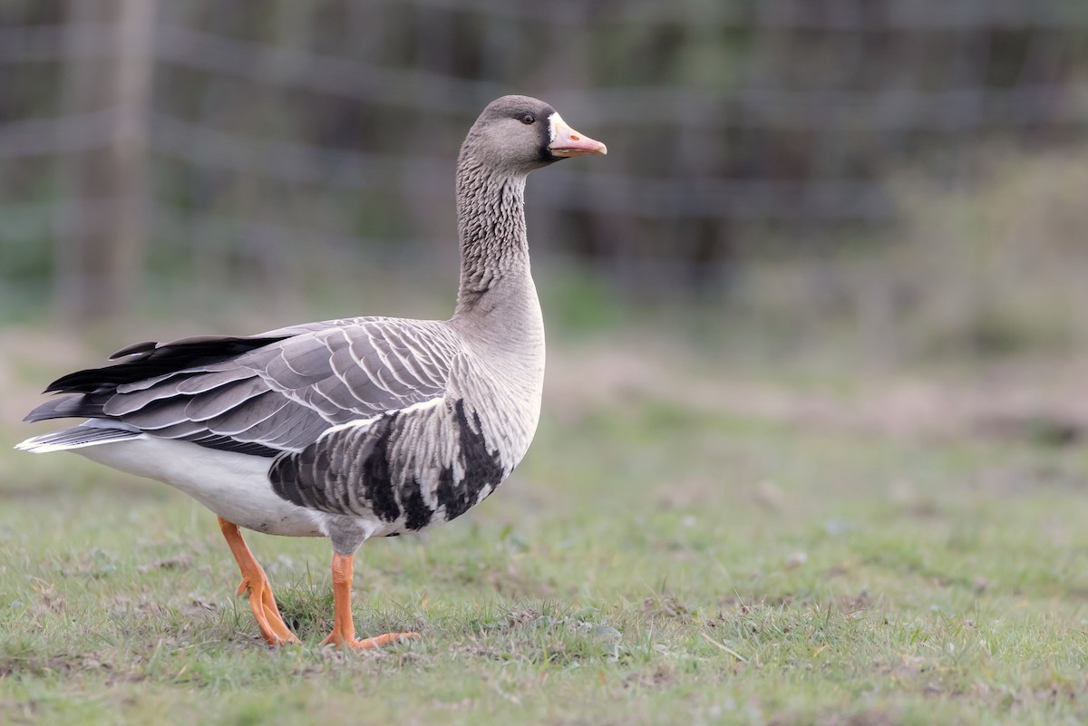 Greater White-fronted Goose - Oscar Wainwright