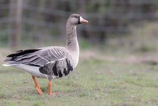 Greater White-fronted Goose, ML331955211