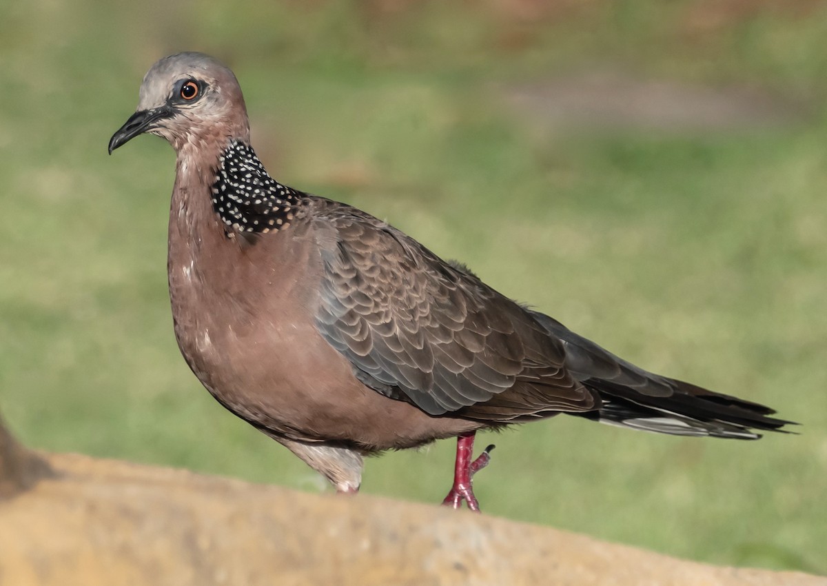 Spotted Dove - ML331957051