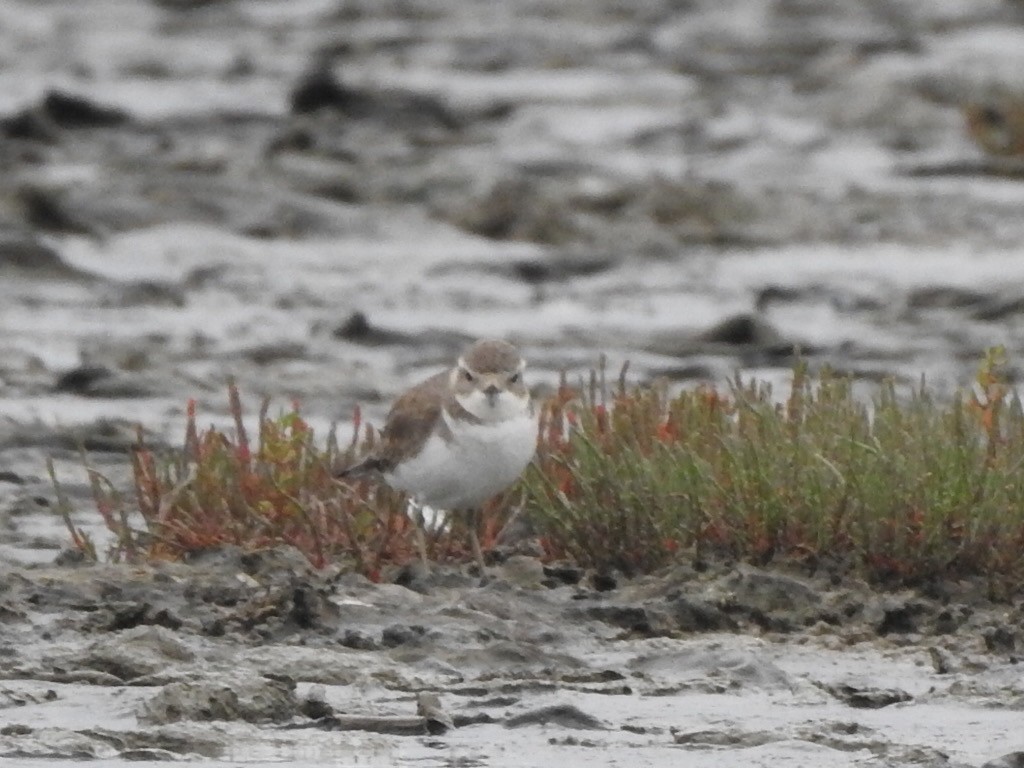 Double-banded Plover - ML331960541