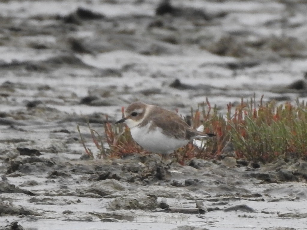 Double-banded Plover - ML331960551
