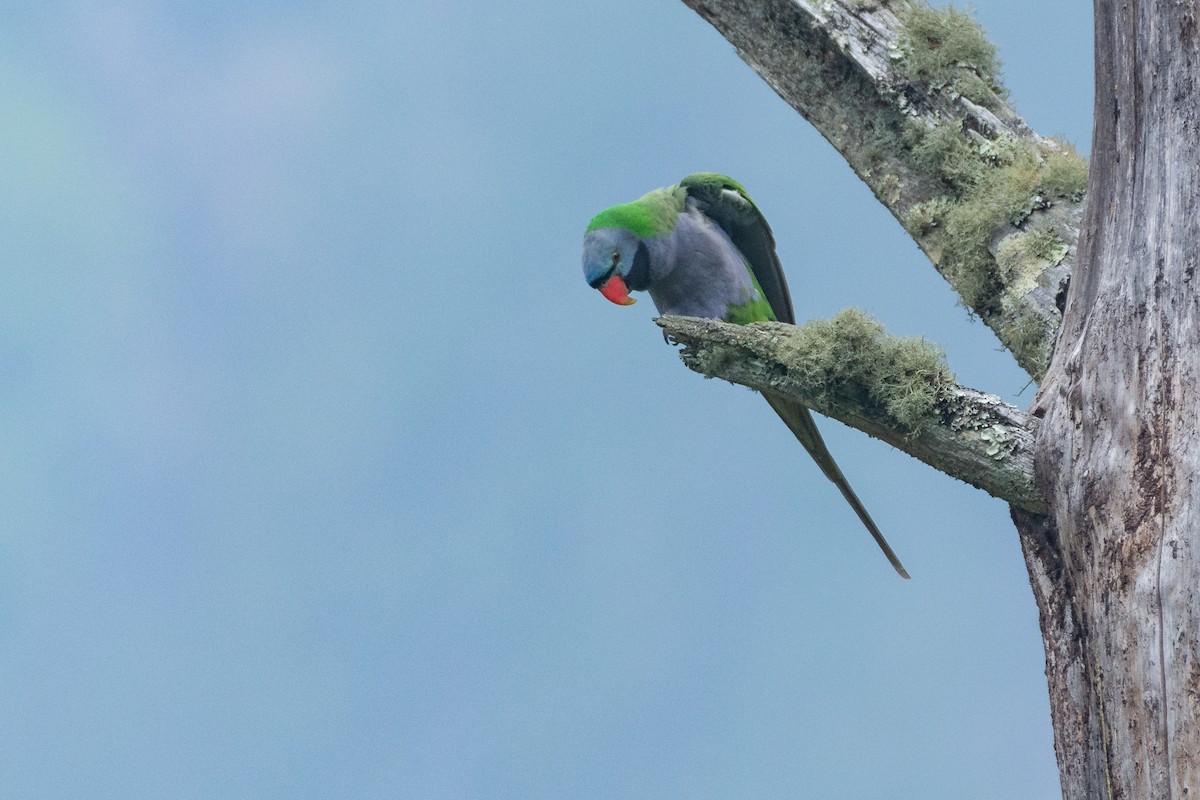 Lord Derby Yeşil Papağanı - ML331964571