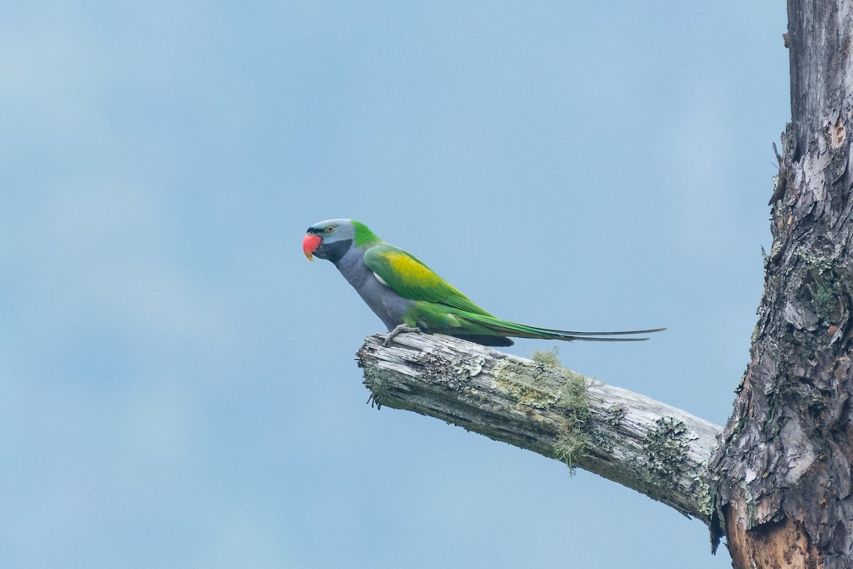 Lord Derby Yeşil Papağanı - ML331964821