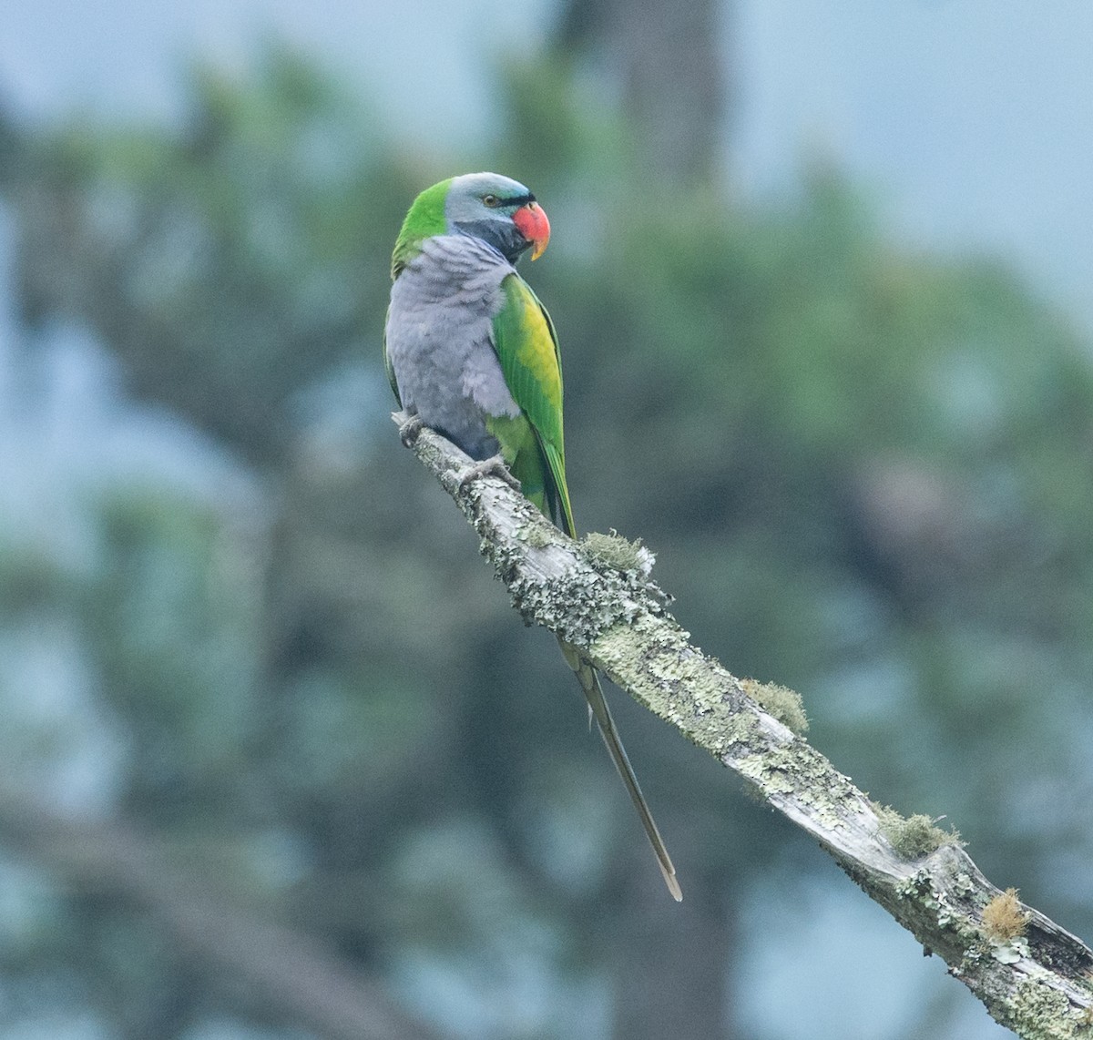 Lord Derby Yeşil Papağanı - ML331964831
