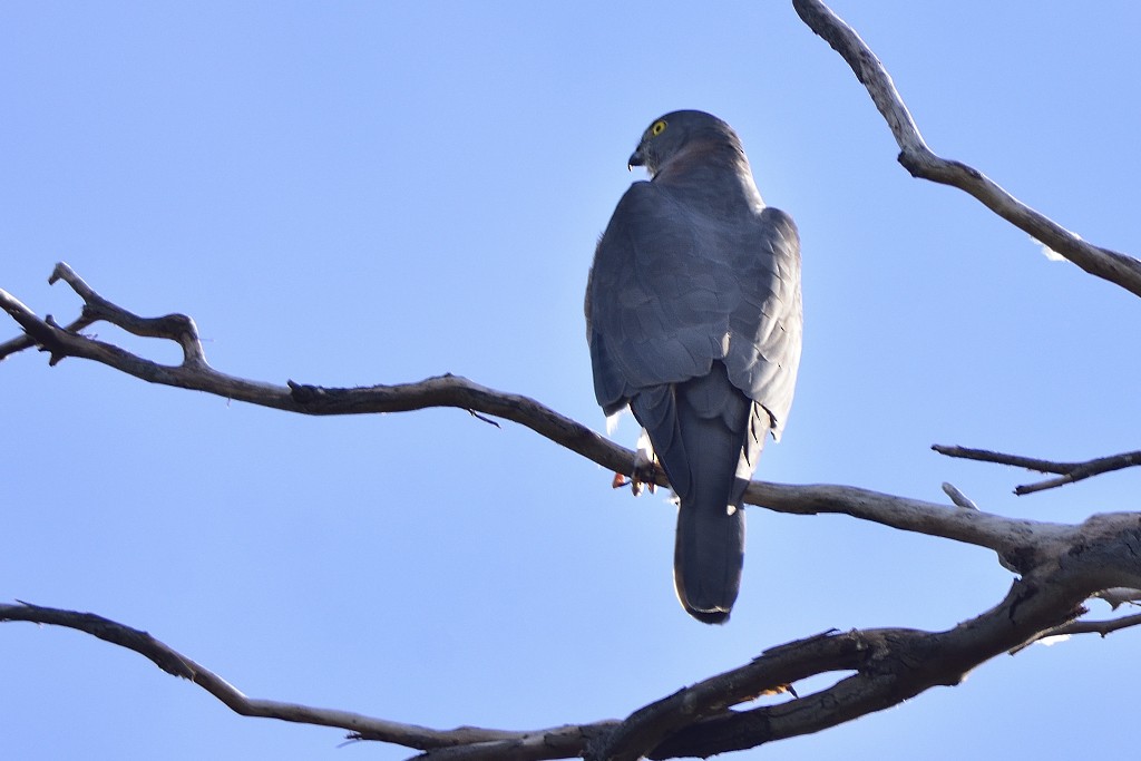 eBird Checklist - 20 Apr 2021 - Gulargambone - 15 species