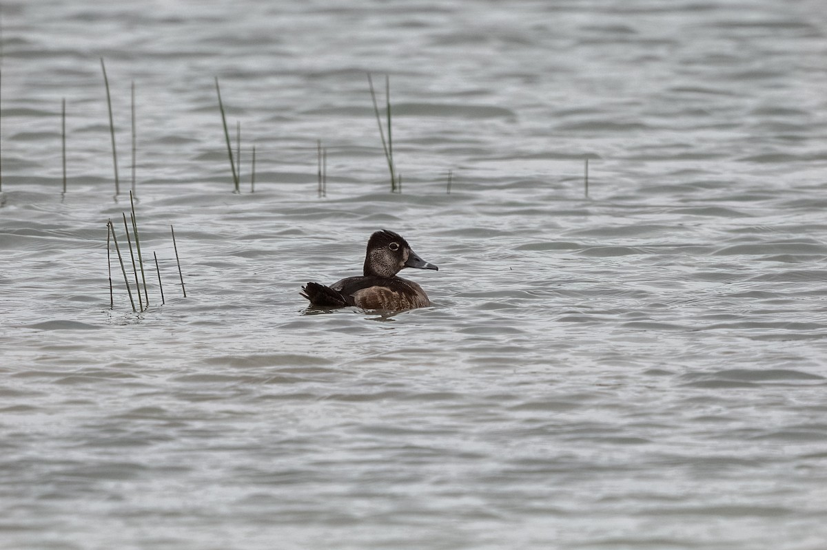 Ring-necked Duck - Frank Farese