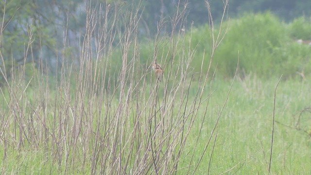 Whinchat - ML331969381