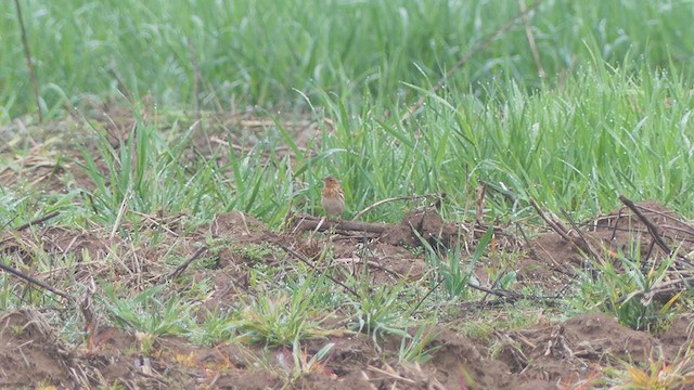 Red-throated Pipit - ML331970461