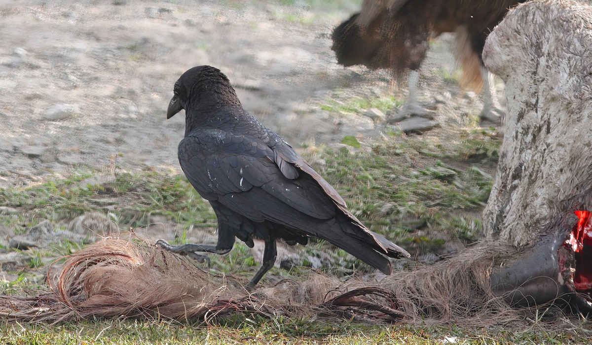 Somali Crow - Phil Hyde