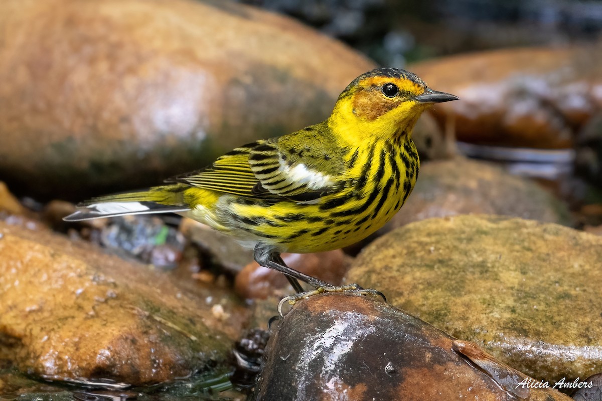 Cape May Warbler - ML331977351