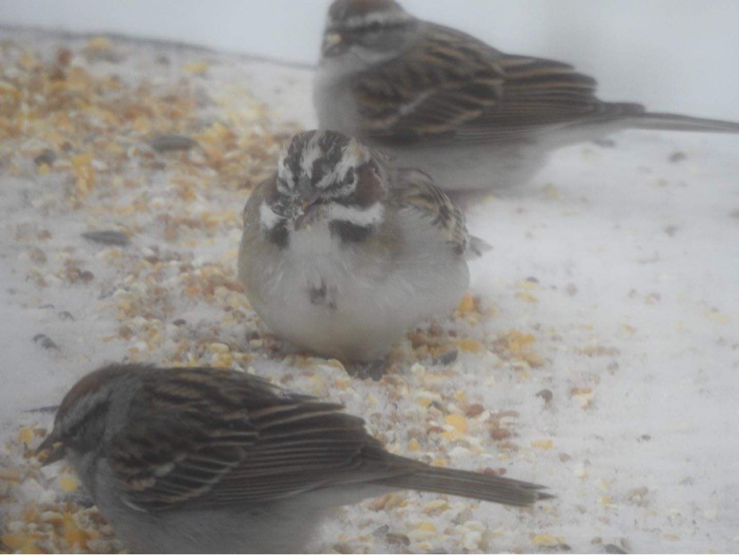 Lark Sparrow - OFNC eBird