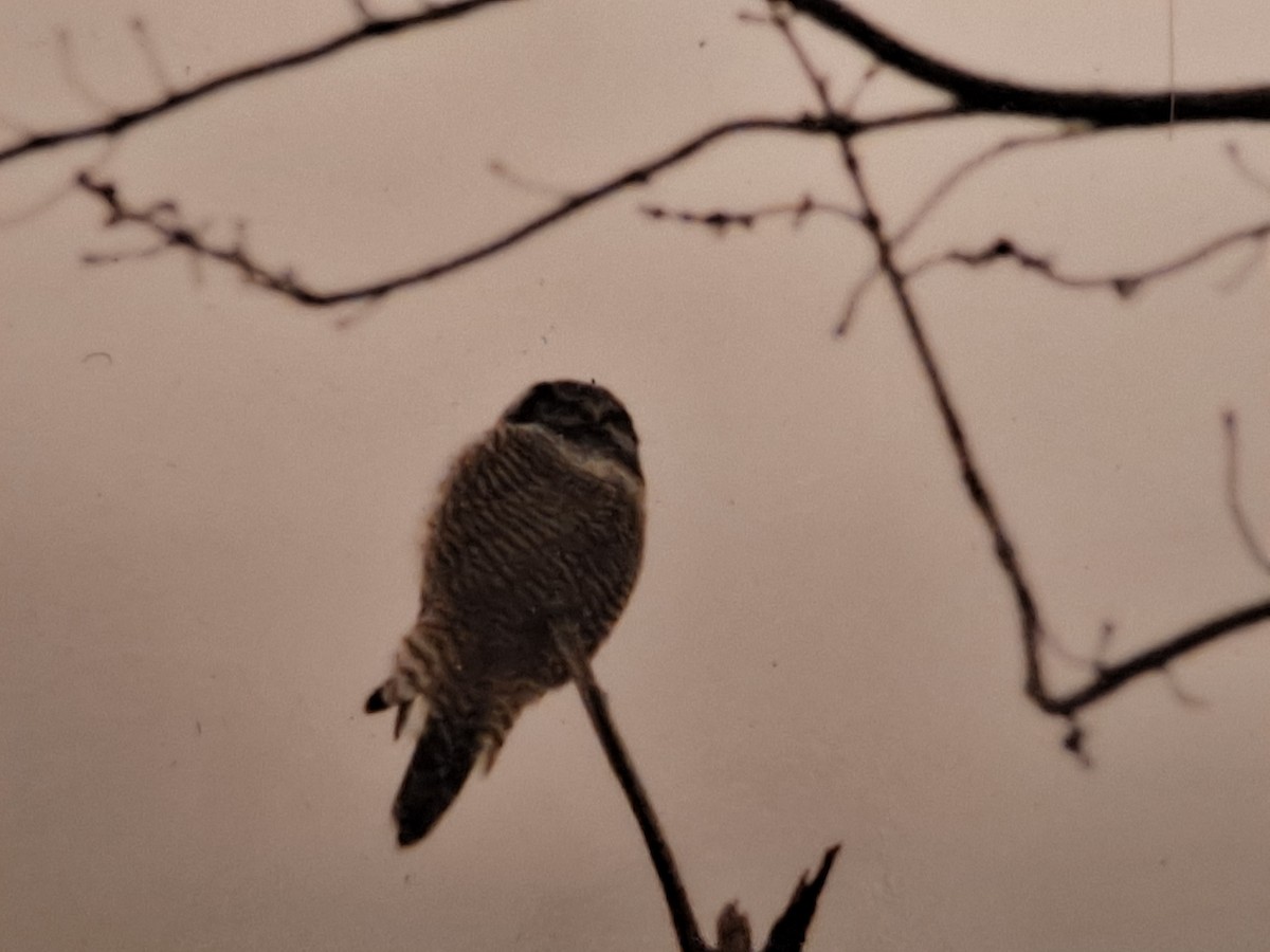 Northern Hawk Owl - Barry Southard