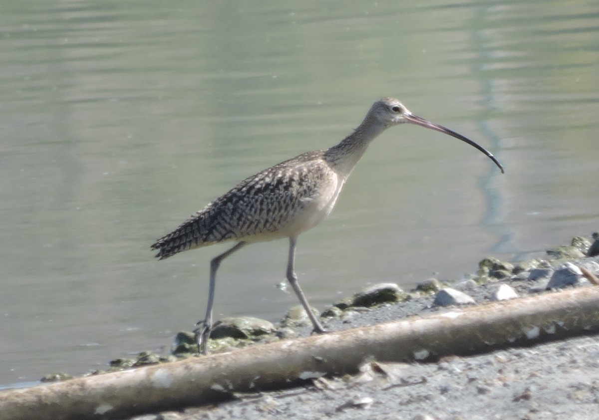 Long-billed Curlew - ML33198751