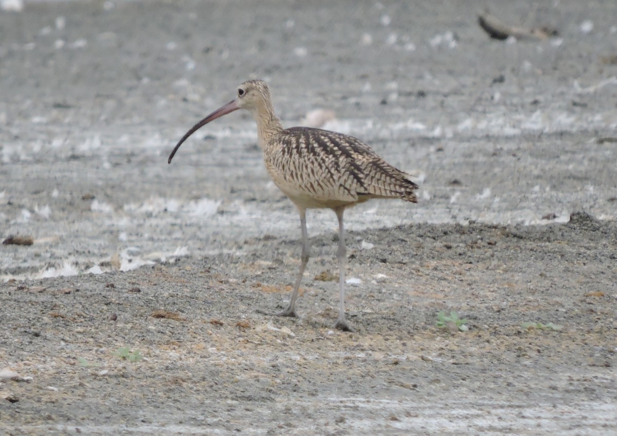 Long-billed Curlew - ML33198761