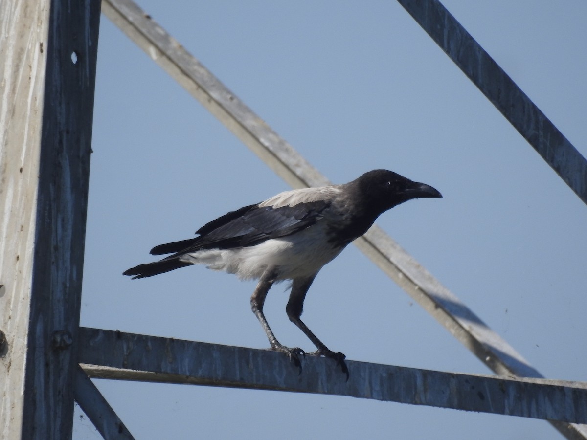 Hooded Crow (Mesopotamian) - ML331988481
