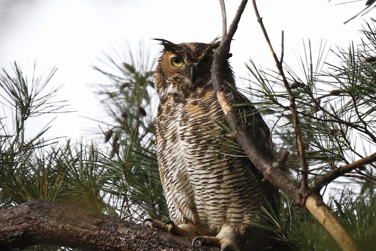 Great Horned Owl - ML331994861