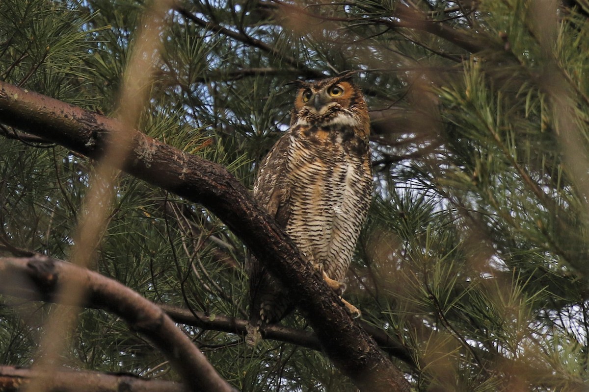 Great Horned Owl - ML331994871