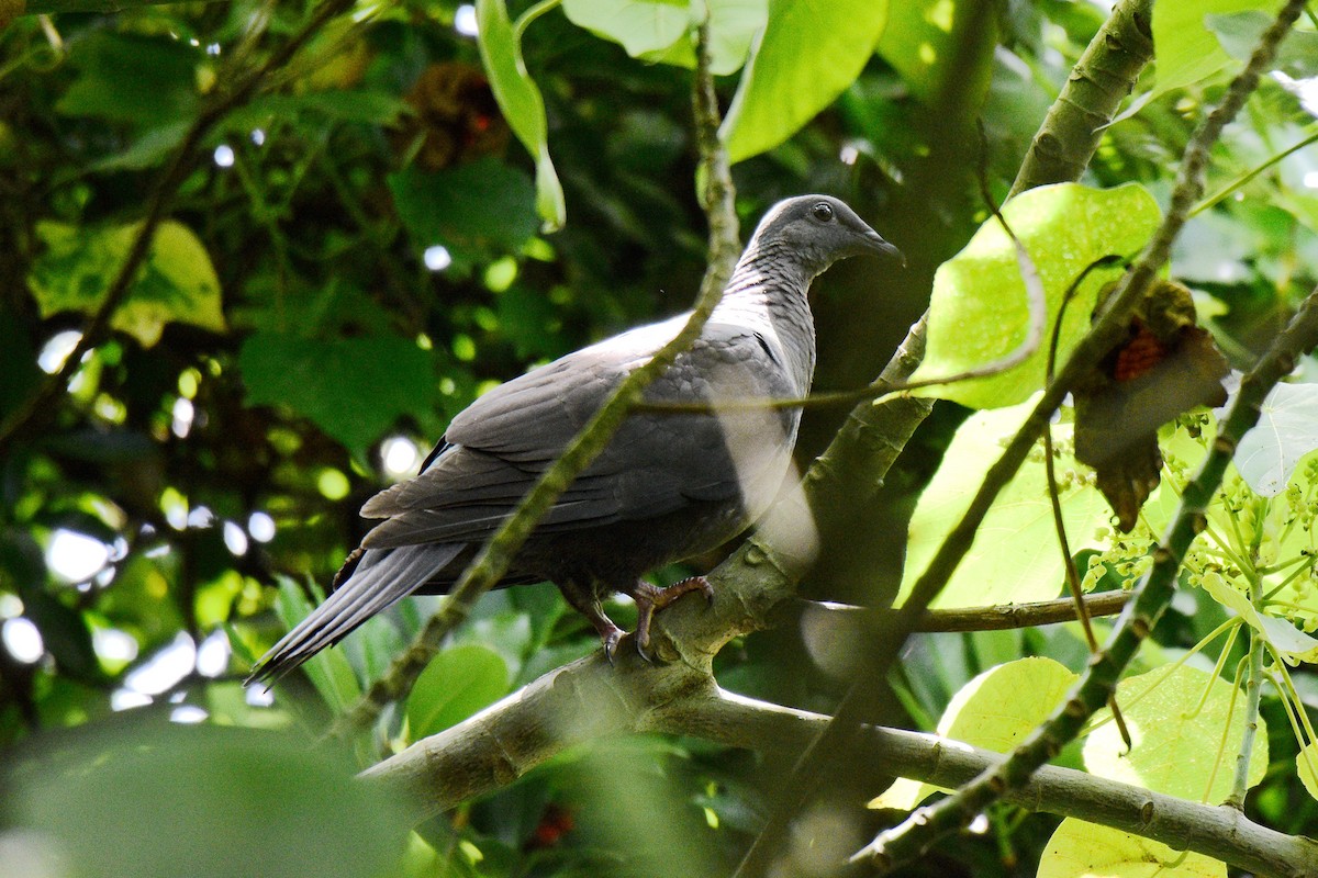 Black Wood-Pigeon - ML331996141