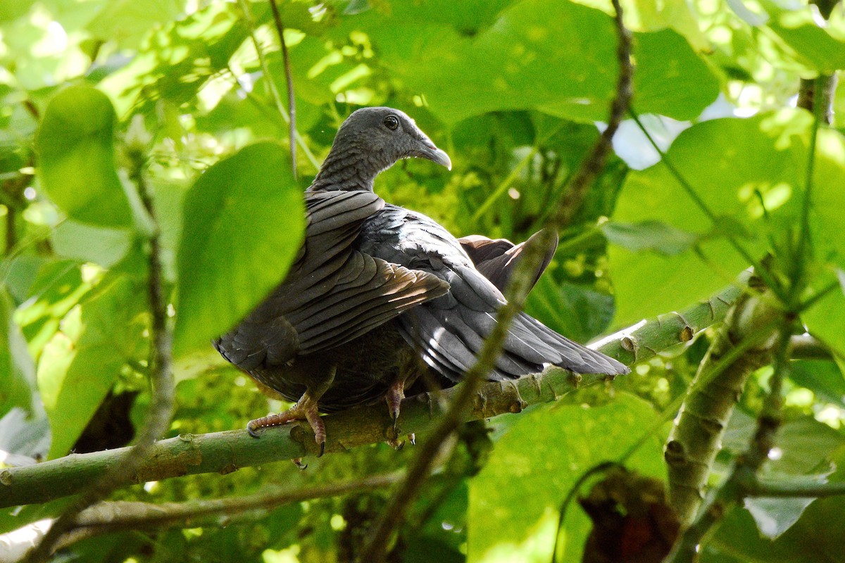 Black Wood-Pigeon - ML331996151