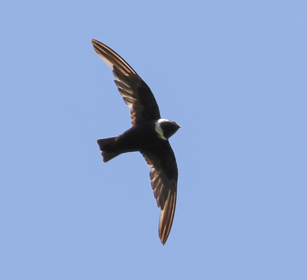White-collared Swift - Elby Anderson A Silva