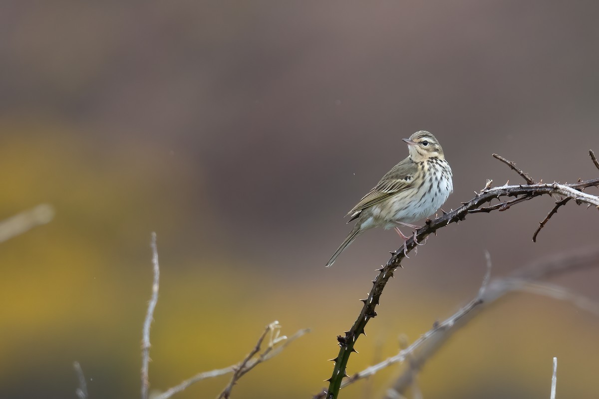 Olive-backed Pipit - ML331999681