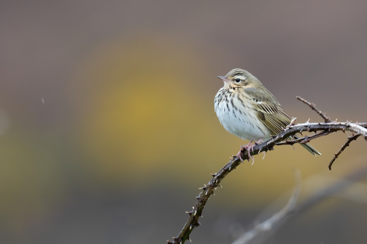 Olive-backed Pipit - ML331999691