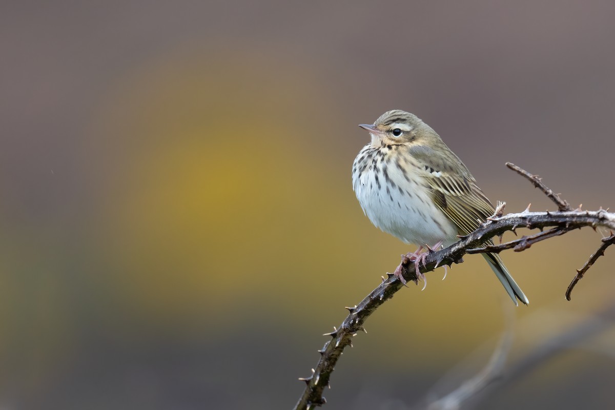 Olive-backed Pipit - ML332003841