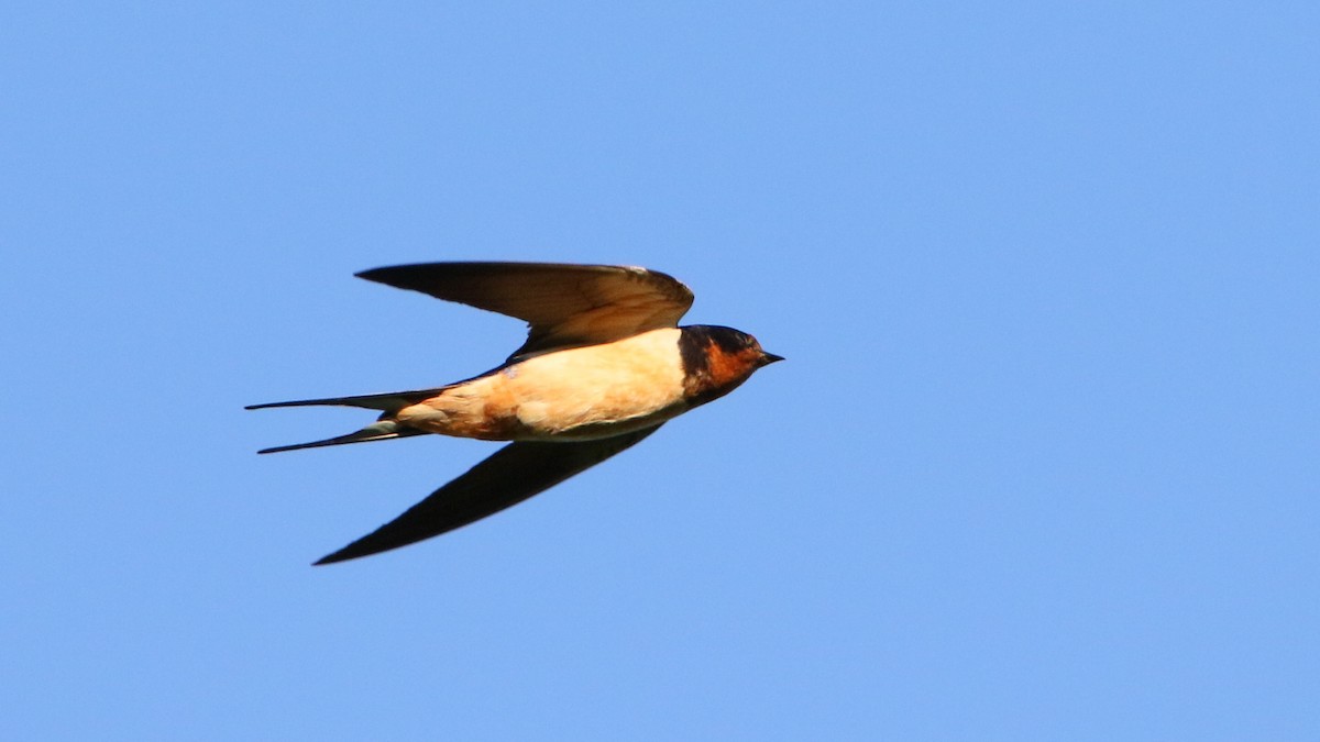 Barn Swallow - Russ Smiley
