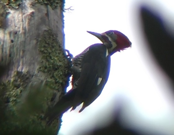 Lineated Woodpecker (Lineated) - ML332007991