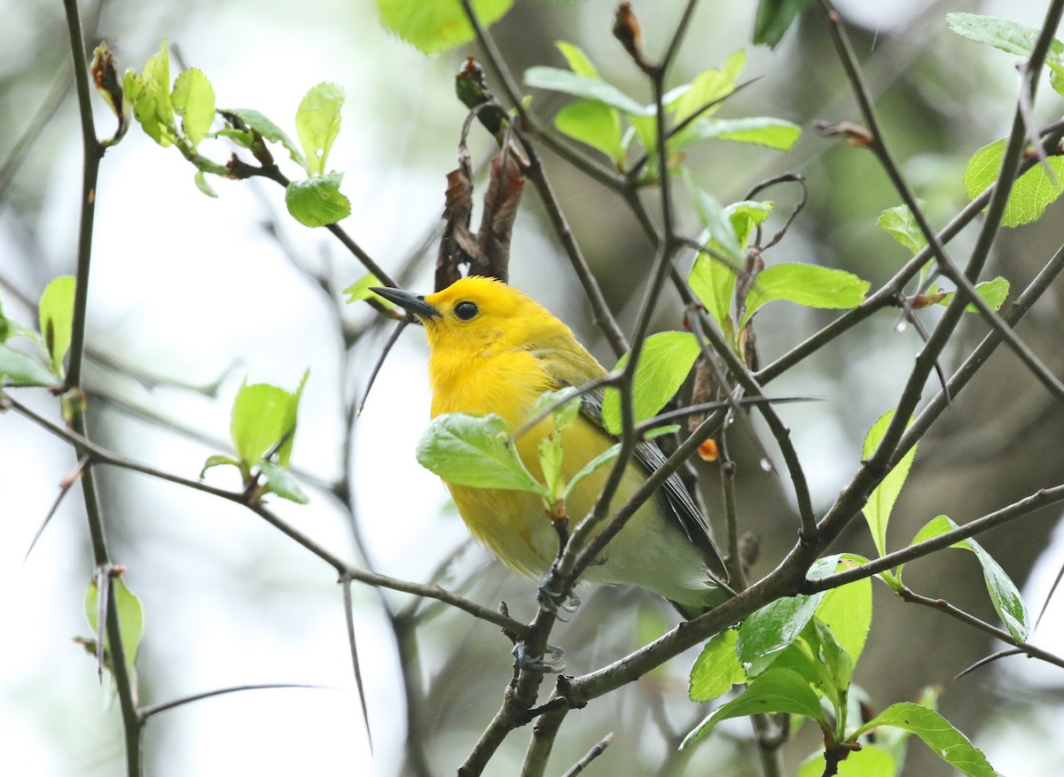 Prothonotary Warbler - ML332012571