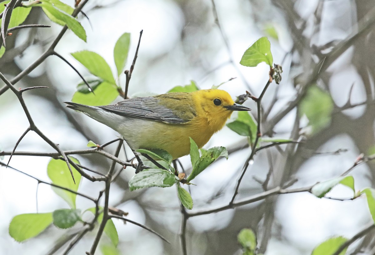 Prothonotary Warbler - ML332012811