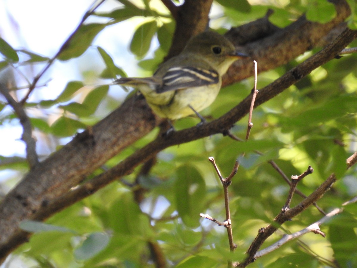 Yellow-bellied Flycatcher - Rick Luehrs