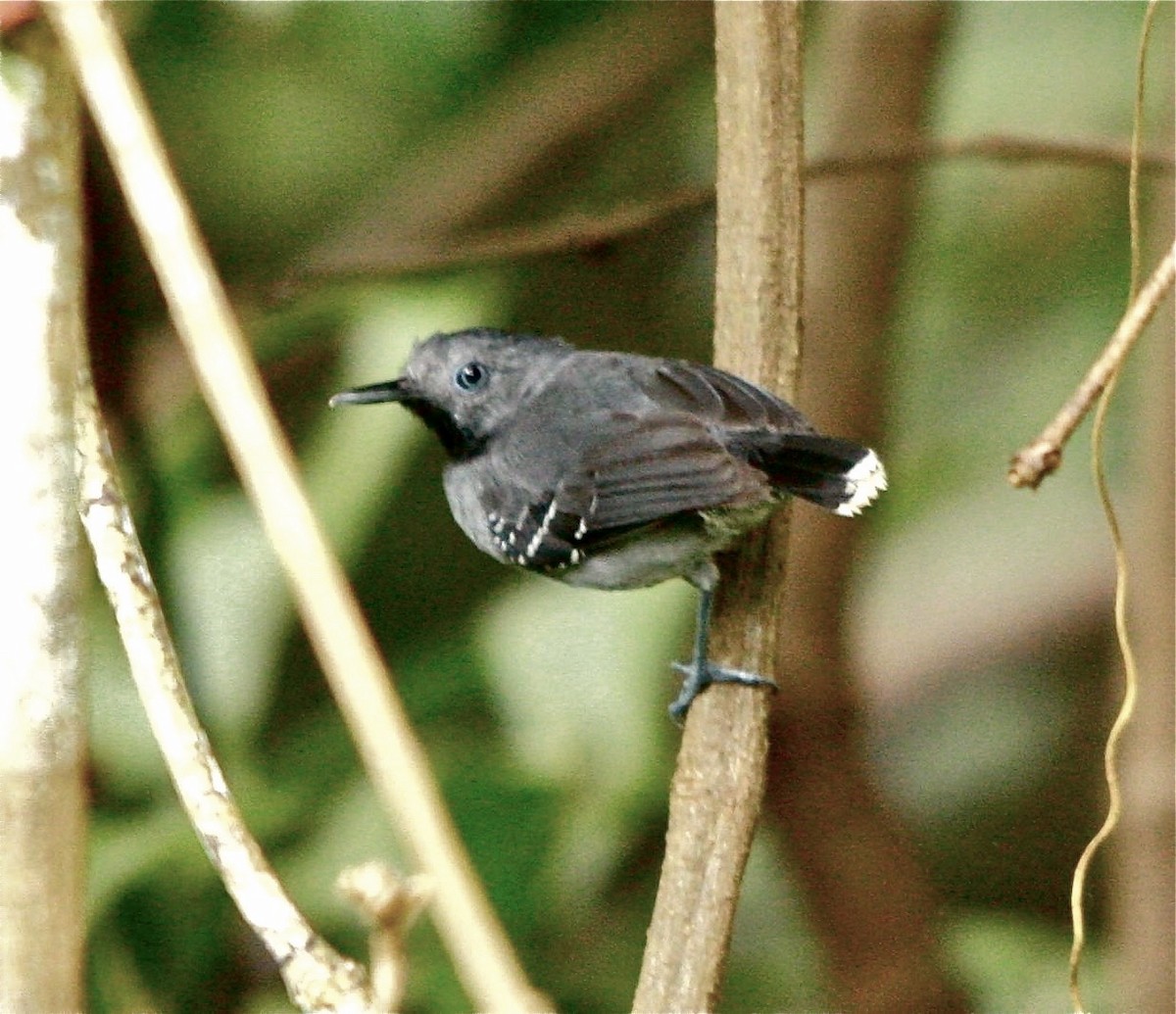 Band-tailed Antbird - ML332021511