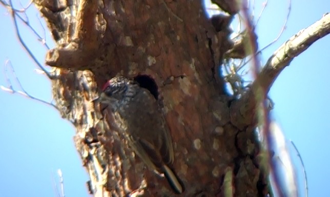 White-wedged Piculet - ML332029041
