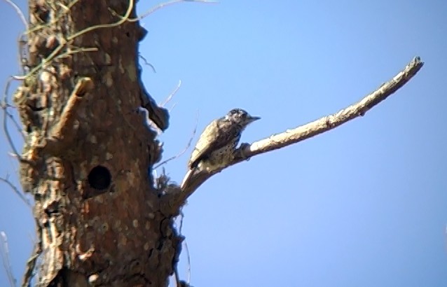 White-wedged Piculet - ML332029091