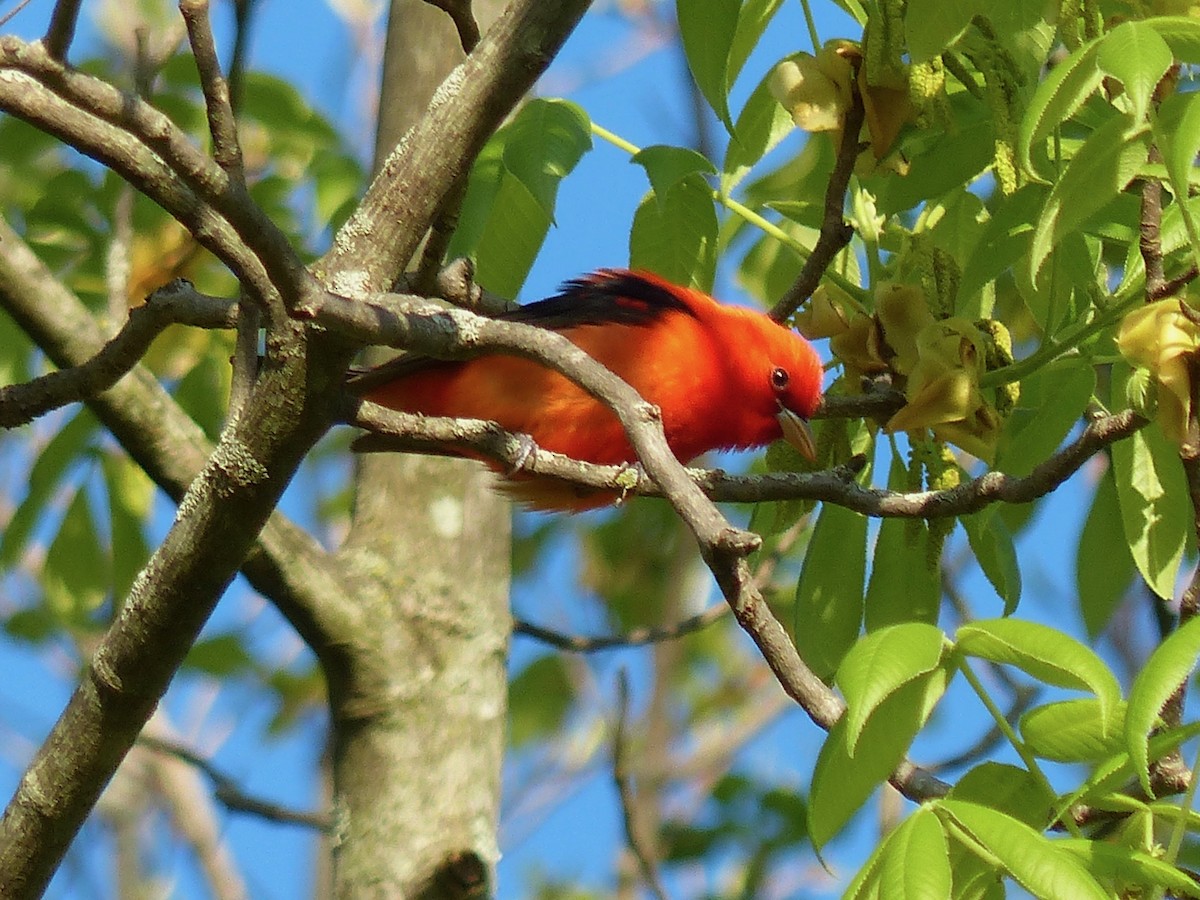 Scarlet Tanager - ML332031791