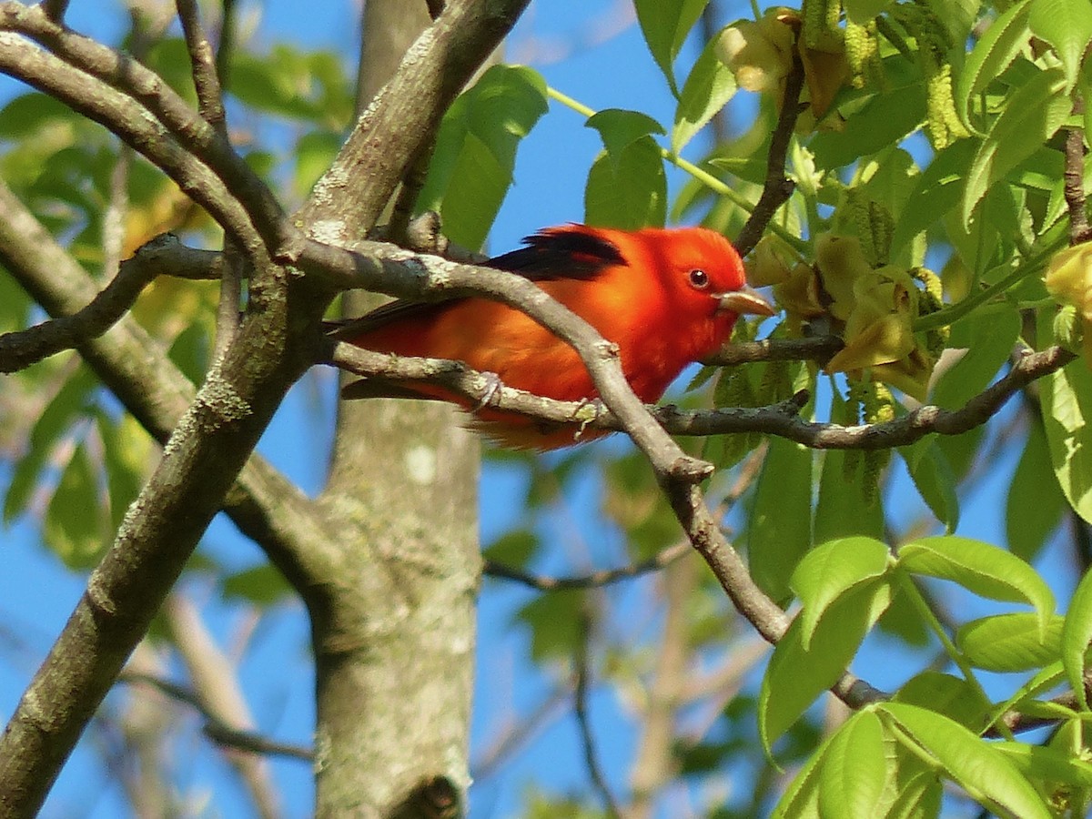 Scarlet Tanager - ML332031811
