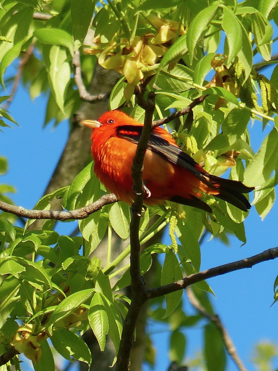 Scarlet Tanager - ML332031821
