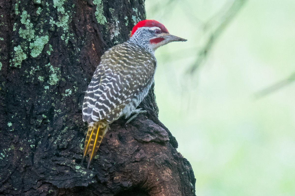 Nubian Woodpecker - Nancy Christensen