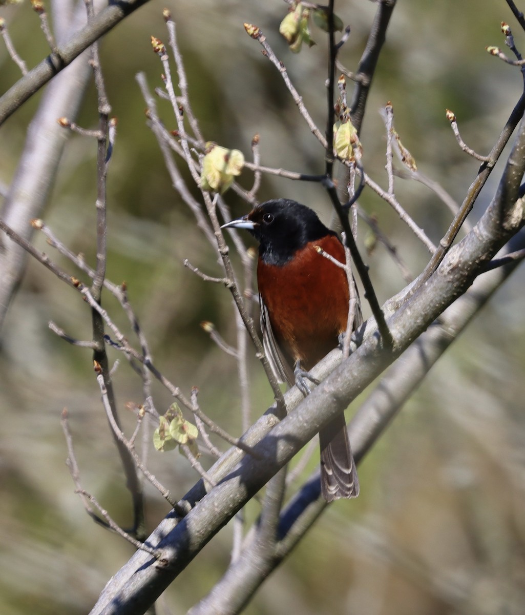 Orchard Oriole - ML332036851