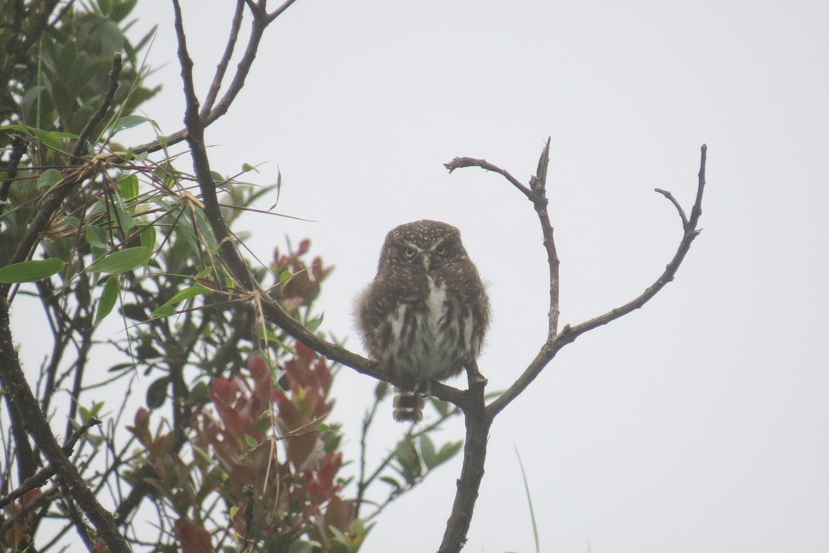 Yungas Pygmy-Owl - ML332037971