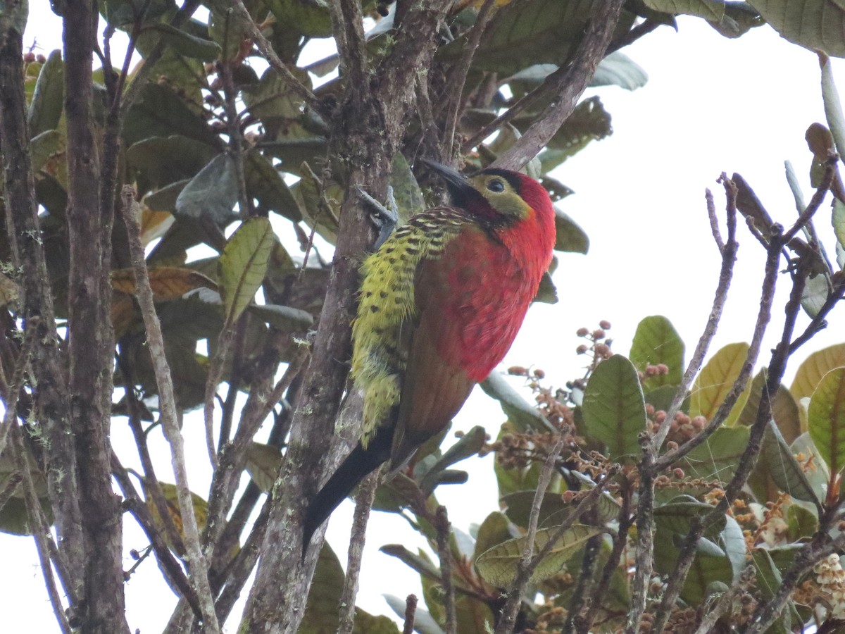 Crimson-mantled Woodpecker - Denis Tétreault