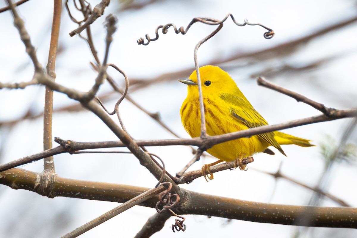 Yellow Warbler - Paul Jones