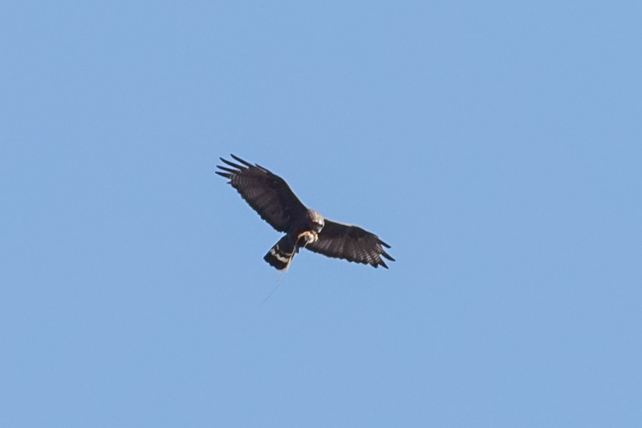 Zone-tailed Hawk - ML33204531
