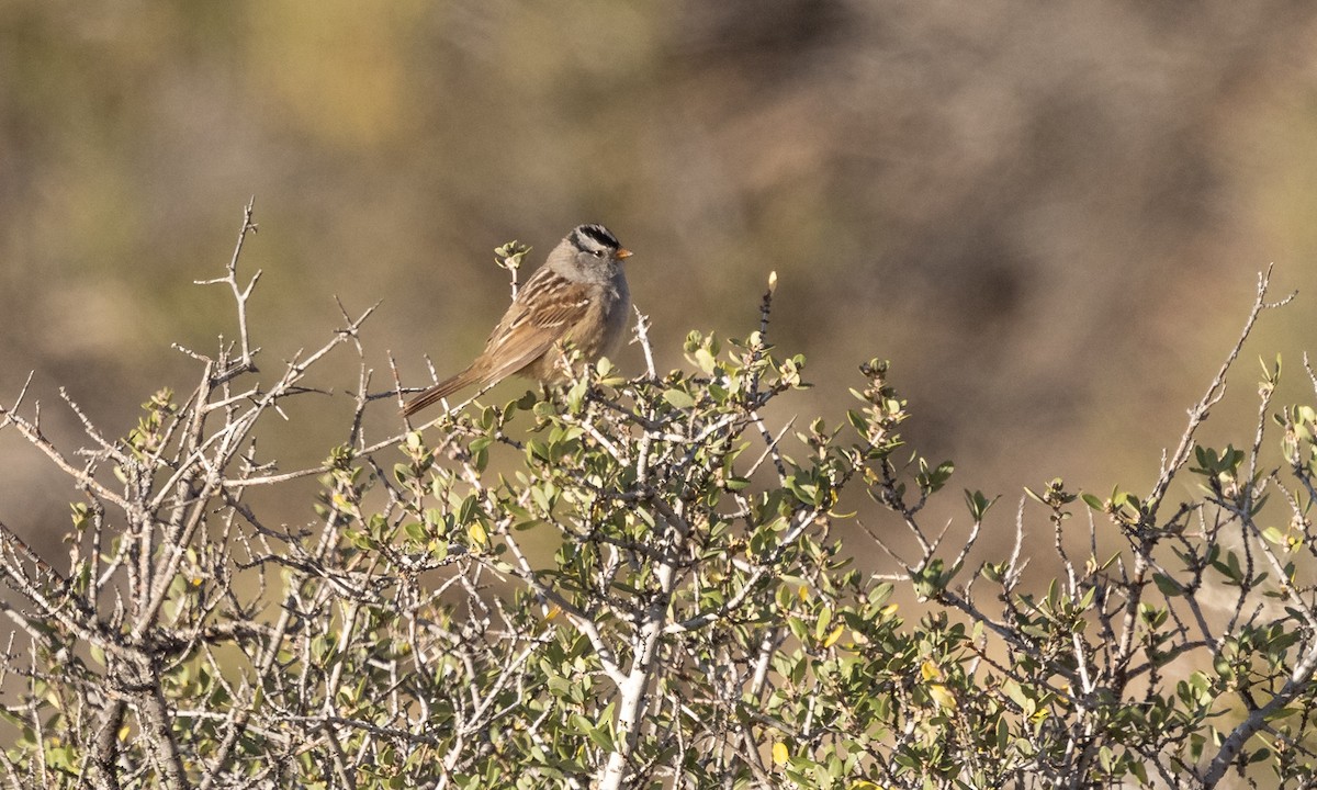 White-crowned Sparrow - ML332047151