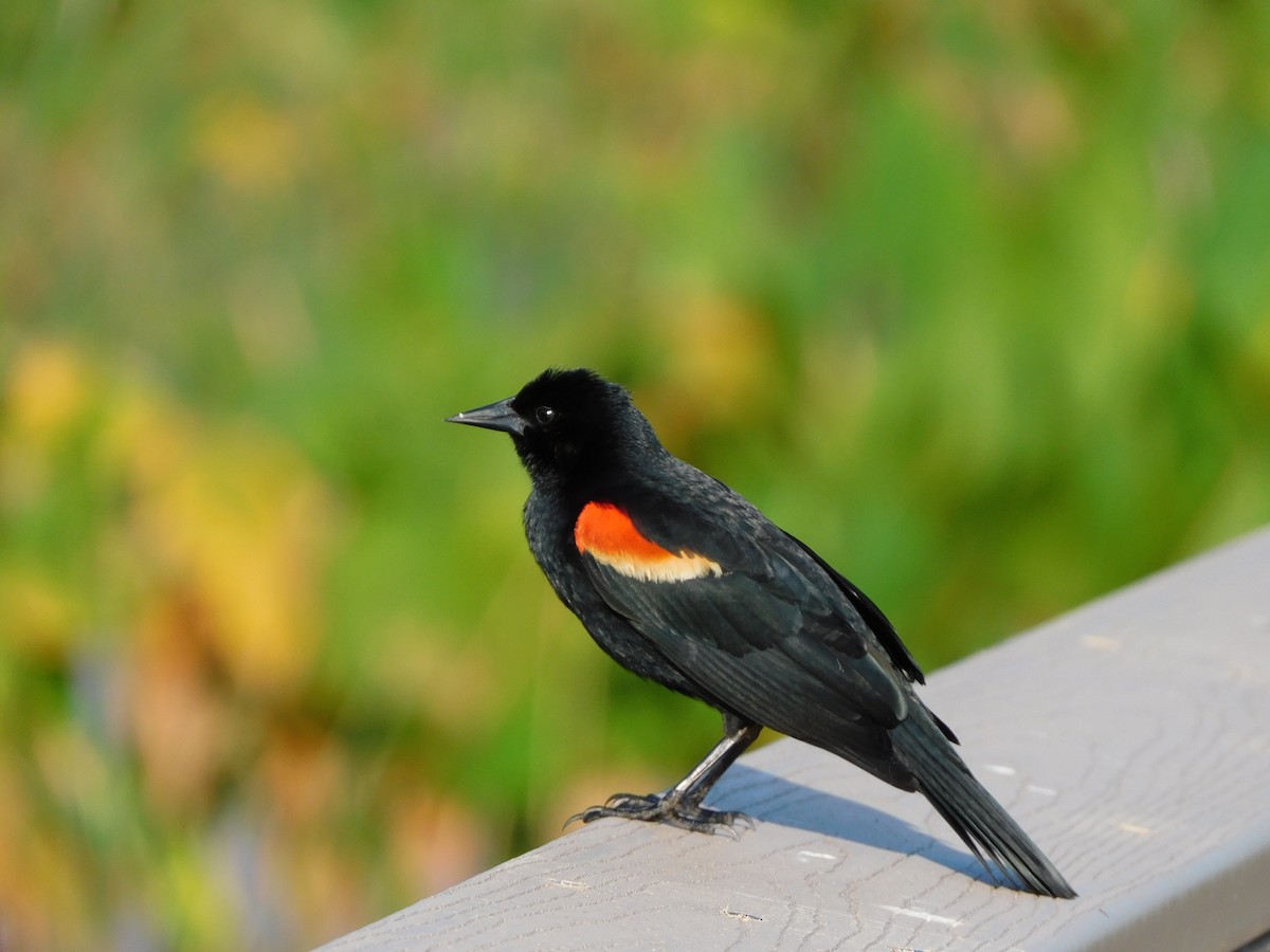 Red-winged Blackbird - ML332050591