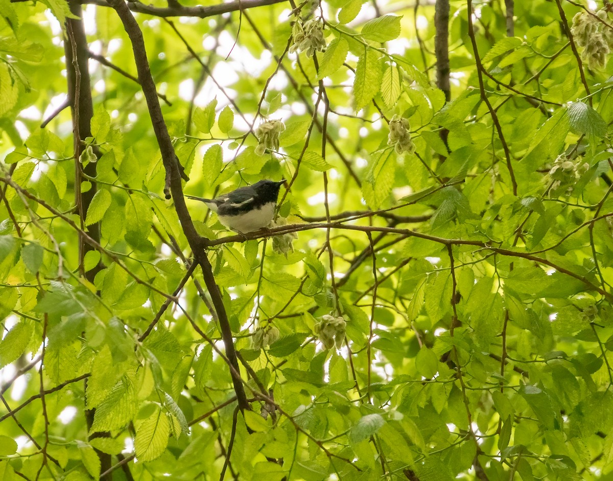 Black-throated Blue Warbler - ML332063001